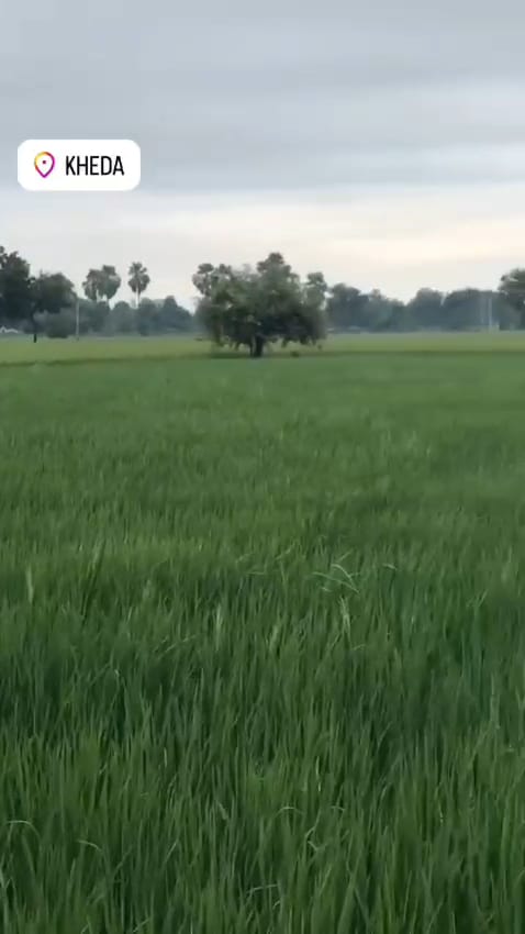 JR1005 - ખેડા જિલ્લાના વનસર ગામે N/A પ્લોટ (2 વિઘા) ફાર્મહાઉસ માટેની તૈયાર જમીન