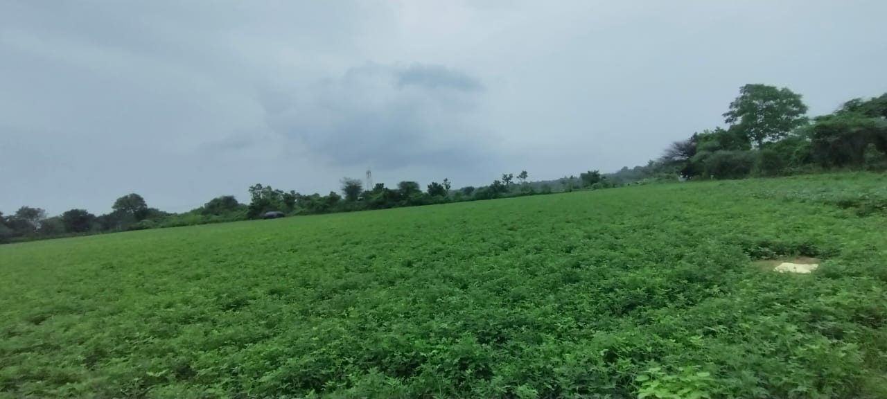 JR1025 - કપડવંજ (ઠુંચાલ ગામ) ખાતે 15 વીઘા ટાઈટલ ક્લીયર જમીન વેચાણ માટે ઉપલબ્ધ | 30% બાટર વિકલ્પ ઉપલબ્ધ