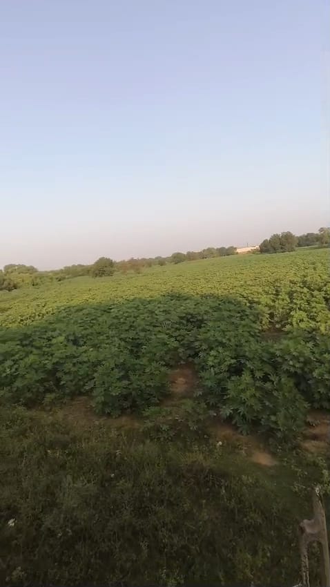 JR1033 - કડી (રાજપુર ગામ) ખાતે ચડાસણા રોડ પર 55 વીઘાનો રોડ ટચ મોટો ગોળો વેચાણ માટે ઉપલબ્ધ - (જિલ્લો - મહેસાણા)