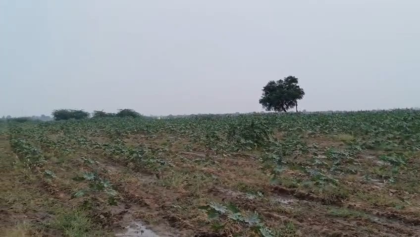 JR1063 - બાવલા (દુમલી ગામ) ખાતે 45 વિઘા ખેતીલાયક એગ્રીકલ્ચર જમીન વેચાણ માટે – (જિલ્લો - અમદાવાદ)