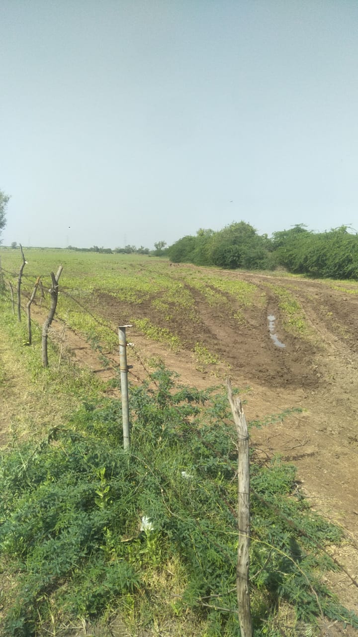 JR1050 - લીમડી તાલુકો (કટારિયા ગામ) માં 17.5 વીઘા જમીન વેચાણ માટે ઉપલબ્ધ