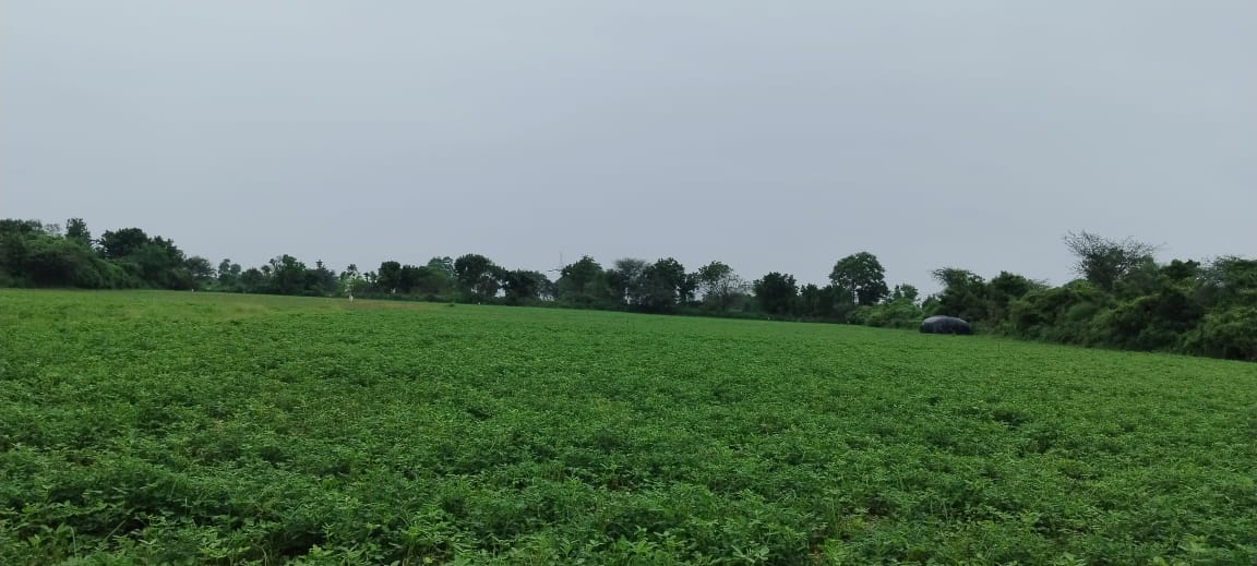 JR1025 - કપડવંજ (ઠુંચાલ ગામ) ખાતે 15 વીઘા ટાઈટલ ક્લીયર જમીન વેચાણ માટે ઉપલબ્ધ | 30% બાટર વિકલ્પ ઉપલબ્ધ