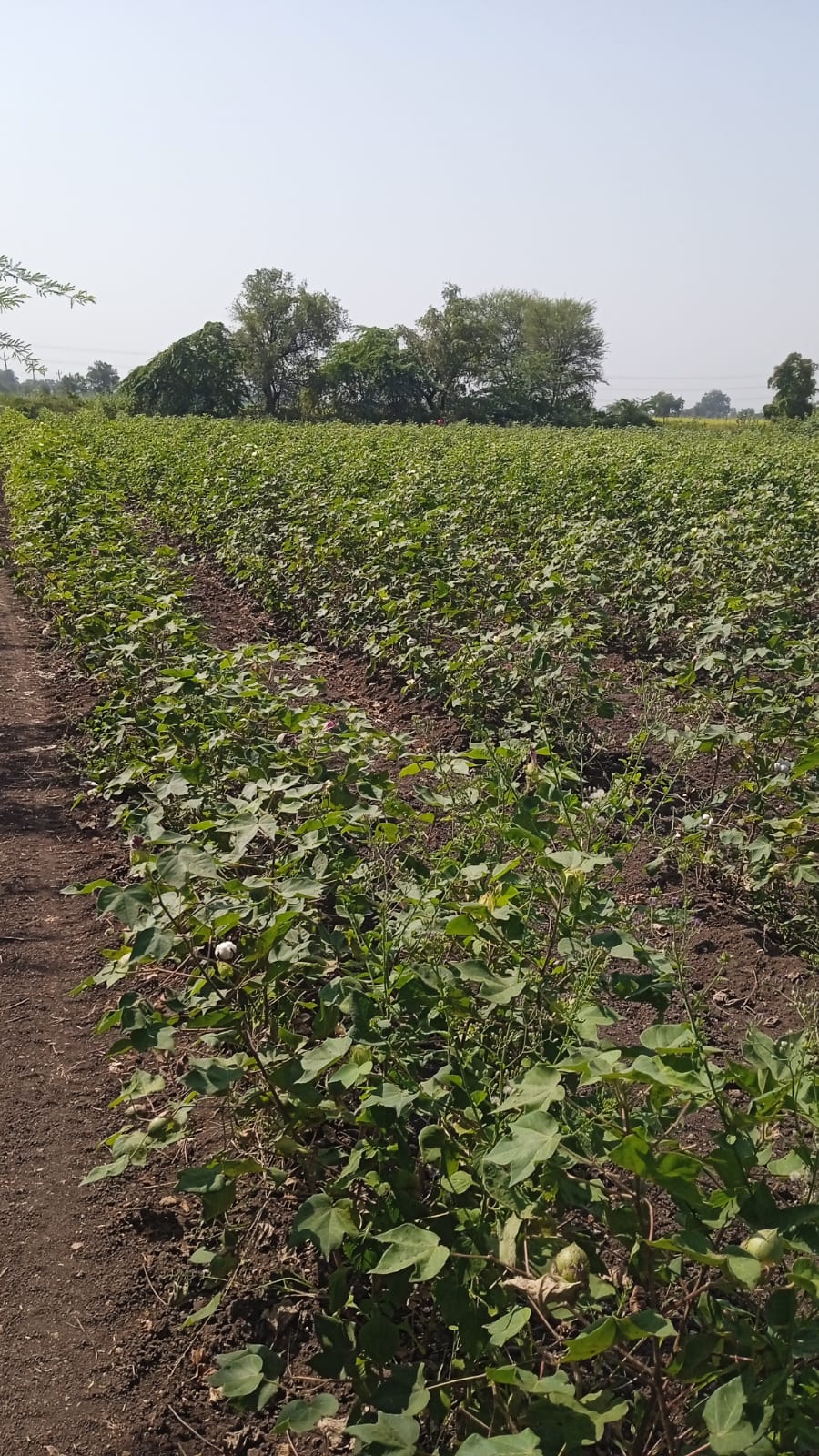 JR1049 - સુરેન્દ્રનગર (કંથારિયા ગામ) માં 40 વીઘા રોડ ટચ જમીન વેચાણ માટે || તાલુકો – ચુડા