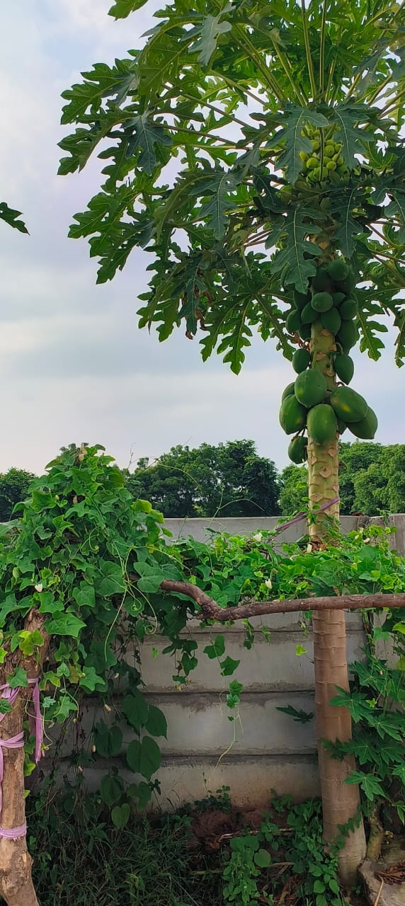 JR1060 - કડી (ઊંટવા ગામ) ખાતે 3 વિઘાનું તૈયાર ફાર્મ હાઉસ વેચાણ માટે — વિશાળ ખુલ્લી જગ્યા સાથે