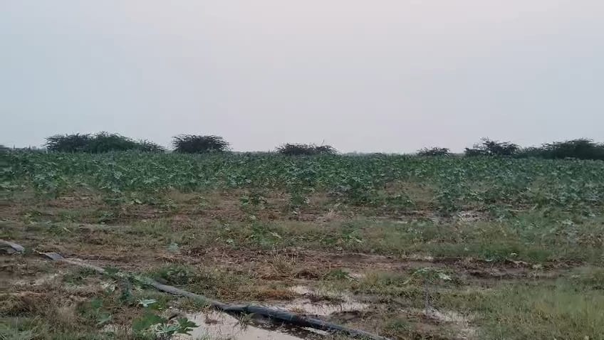 JR1063 - બાવલા (દુમલી ગામ) ખાતે 45 વિઘા ખેતીલાયક એગ્રીકલ્ચર જમીન વેચાણ માટે – (જિલ્લો - અમદાવાદ)