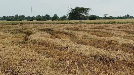 JR1063 - બાવલા (દુમલી ગામ) ખાતે 45 વિઘા ખેતીલાયક એગ્રીકલ્ચર જમીન વેચાણ માટે – (જિલ્લો - અમદાવાદ)