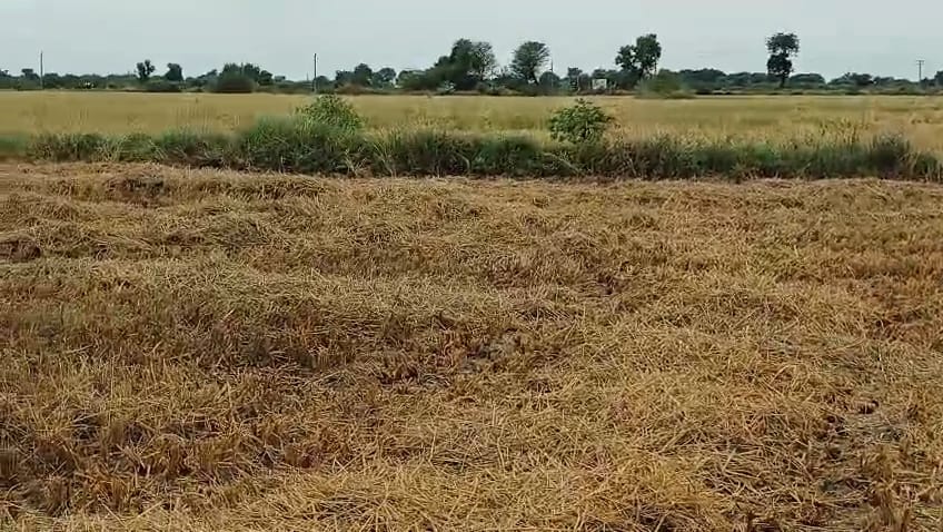 JR1063 - બાવલા (દુમલી ગામ) ખાતે 45 વિઘા ખેતીલાયક એગ્રીકલ્ચર જમીન વેચાણ માટે – (જિલ્લો - અમદાવાદ)