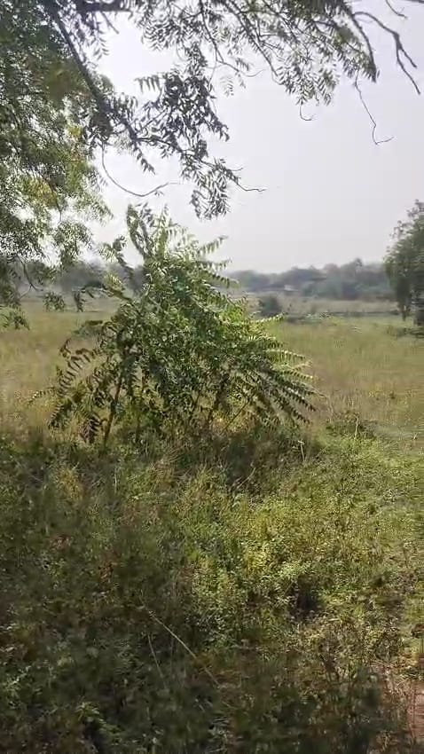 JR1065 - મહેસાણા (લાઘણજ ગામ) ખાતે 26 ગુંઠા ખેતીલાયક જમીન વેચાણ માટે