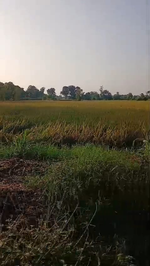 JR1082 - પ્રાંતિજ – સીતવાડા ગામમાં 4 વીઘા ડામર પટ્ટી રોડ એન્ટ્રી જમીન વેચાણ માટે