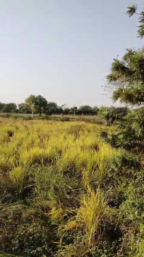 JR1022 - કડી(મહેસાણા) માં કલ્યાણપુરા ગામ ખાતે 9 વીઘા જમીન વેચાણ માટે — સ્પષ્ટ દસ્તાવેજો સાથે તાત્કાલિક ઉપલબ્ધ