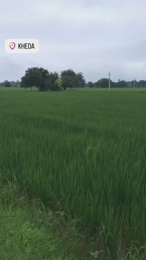 JR1005 - ખેડા જિલ્લાના વનસર ગામે N/A પ્લોટ (2 વિઘા) ફાર્મહાઉસ માટેની તૈયાર જમીન