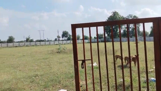 JR1084 - ધોળકા (મફલીપુર ગામ)માં 5100 વાર N/A રોડ ટચ જમીન વેચાણ માટે