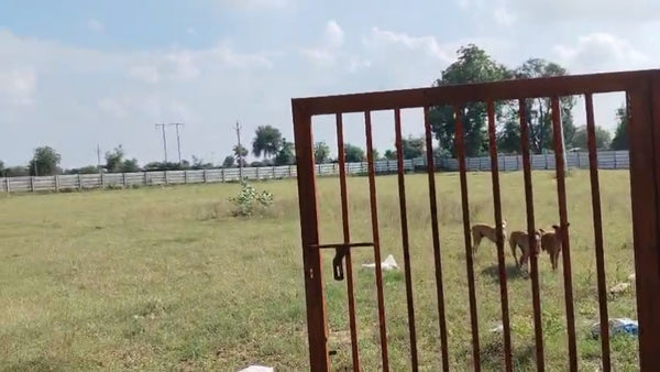 JR1084 - ધોળકા (મફલીપુર ગામ)માં 5100 વાર N/A રોડ ટચ જમીન વેચાણ માટે